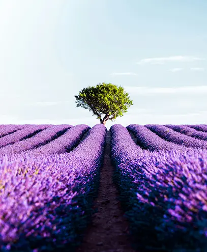 PROVENCE