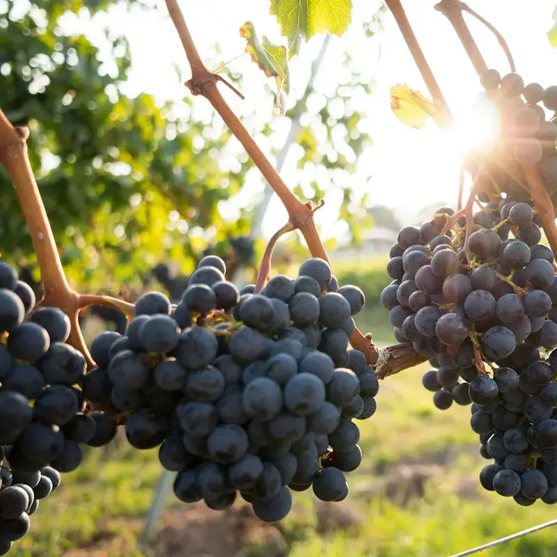 Wine vineyards in Bordeaux, France, a must-see in October