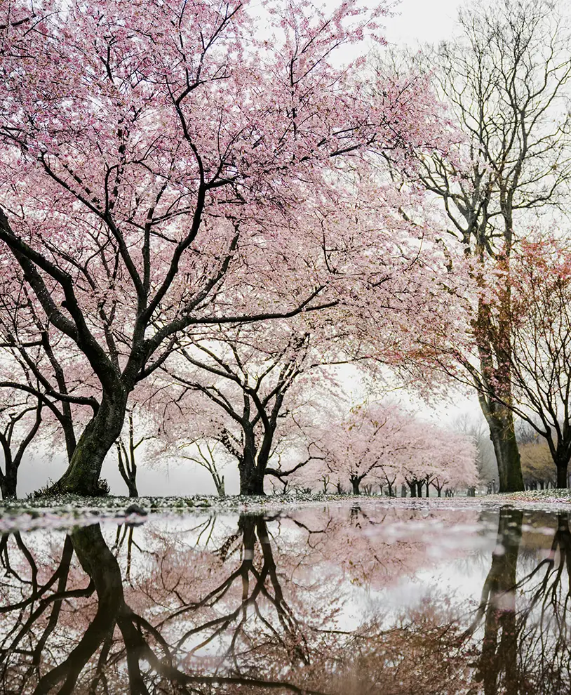 Cherry Blossom Season